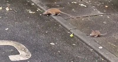 Rats seen scurrying around outside Morrisons store forcing pest control to be called in