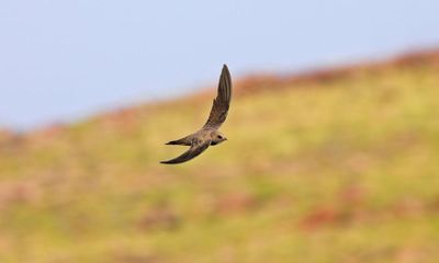 Birdwatchers elated as Alpine swifts flock to Britain and Ireland in rare numbers