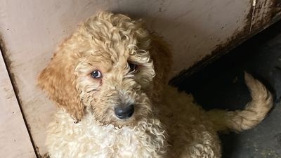WA puppy farmer fined $112,000 for gross neglect of 39 labradoodles seized by RSPCA