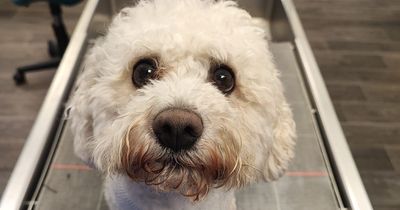 Irish vet rushes to save Bichon Frise viciously attacked by other dog