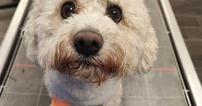 Dog saved after suffering 'worst trauma wounds' vet had ever seen