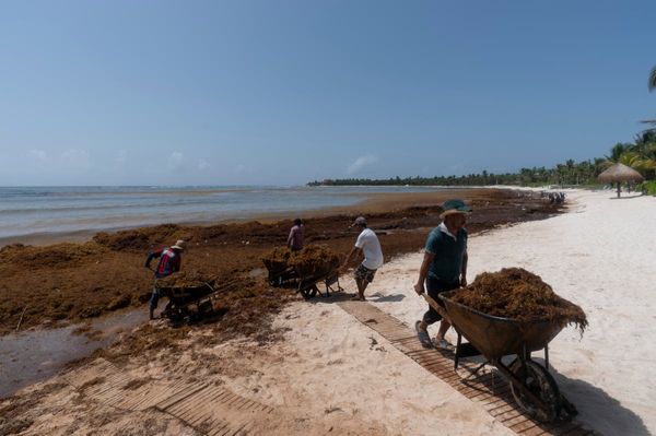 EXPLAINER: Behind big seaweed belt lurking for some beaches