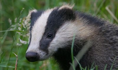 Burrowing badgers halt train services in the Netherlands