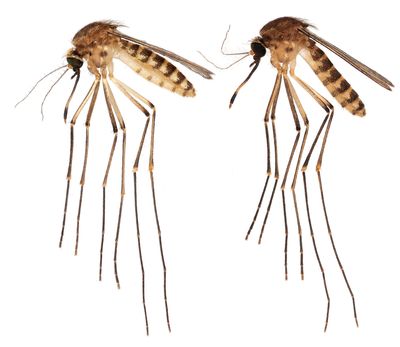 Uh-oh. A new tropical mosquito has come to Florida. The buzz it's creating isn't good