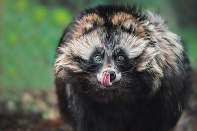 Did Raccoon Dogs Spread Covid-19? What the New Genetic Reports Really Tell Us