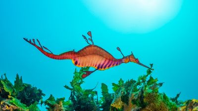 Most shallow-water reef species declined over past 10 years, Australia-wide study finds
