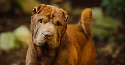 Man given suspended sentence after dog attacks jogger