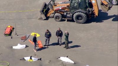 Officials: 8 dolphins dead after stranding in New Jersey