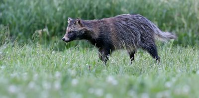COVID origins debate: what to make of new findings linking the virus to raccoon dogs