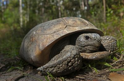 Endangered status sought for gopher tortoise in 4 states