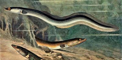 Eels have fascinated us for ages - now we need to stop eating them