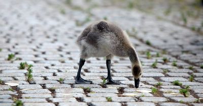 Goose to be put down after being 'attacked by gang'