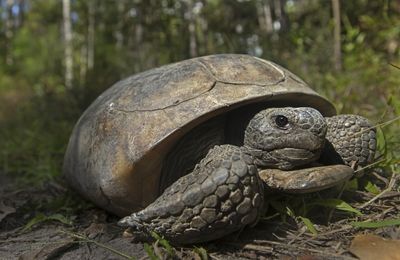 Gopher tortoises in Southern states deserve federal protections, groups say