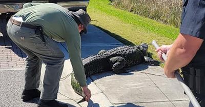 Aggressive 10ft alligator captured after being spotted creeping up on playing children