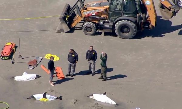 Eight dolphins die in New Jersey stranding
