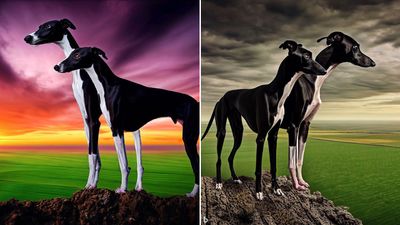 Bing now features an AI image generator — here's how to use it