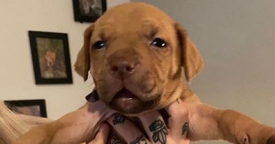 Scots cops probing theft of three puppies following 'positive line of enquiry'