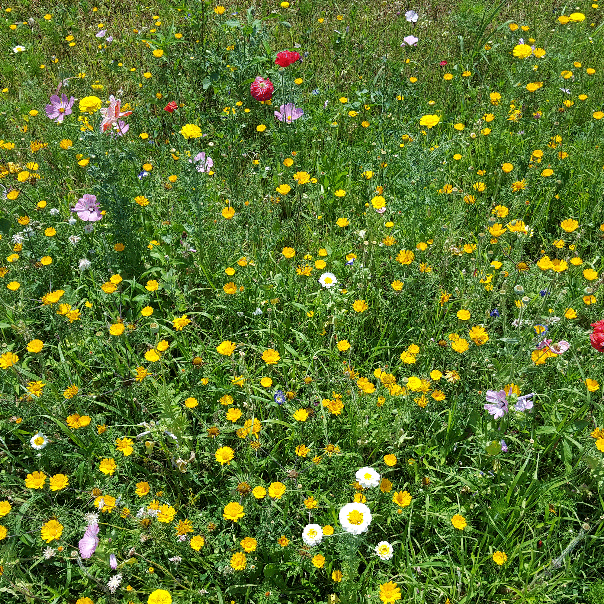 Tapestry lawns - everything you need to know about the latest lawn trend