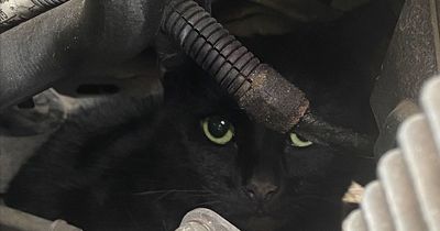 Terrified cat rescued by welfare team after five-mile trip trapped under car bonnet