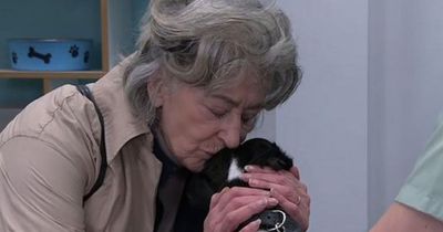 Coronation Street fans complain over Cerberus the dog death scenes saying it was 'way too much'