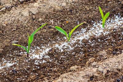 What to do if there's lead in your soil