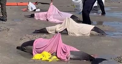 8 dolphins die after washing up on beach in miserable scene