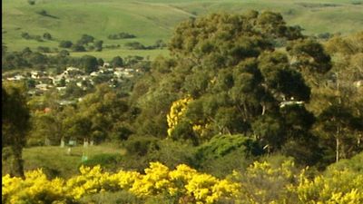 Fears arboretum 'forgotten' by state government as Peter Francis Points volunteers frustrated by red tape