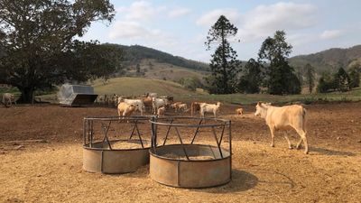 Many Australian farmers are about to get a lucky break after years of drought and floods