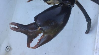 Fisherman eats three-clawed crab caught in Wide Bay region