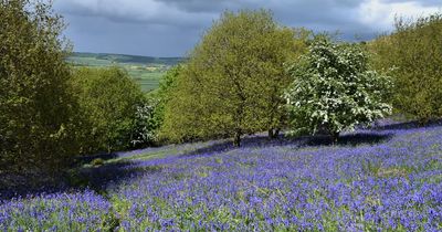 Best places to see wildflower meadows blooming in the UK this spring