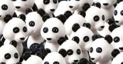 Only people with high IQ can spot the dog among the pandas in seven seconds in this brainteaser