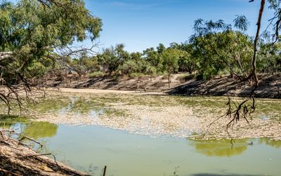 Experts slam river management after millions of fish die in the Darling