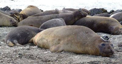 Male elephant seals dying from exhaustion as they try to service 100-strong harems