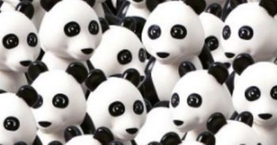 Only those with 'extraordinary intelligence' can find dog among pandas in seven seconds