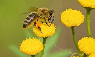 Temperature change raises risk of pesticides to bees: Study