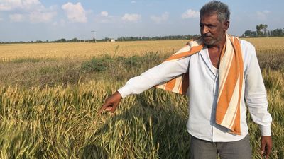 Mounting debt, dip in quality: As rain leaves crops damaged, Rajasthan farmers face double whammy
