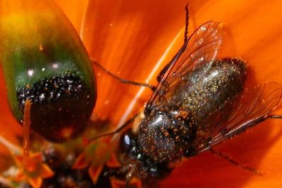 Scientists reveal how deceptive daisy creates ‘fake lady flies’ to attract males