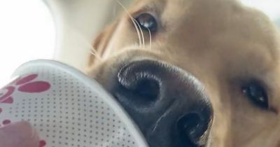 'Mischievous' labrador kicked out of doggy day care after just 20 minutes