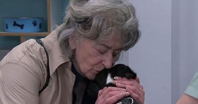 Corrie fans work out dark truth behind death of Evelyn dog's - and Roy isn't to blame