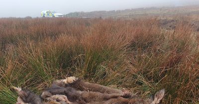 Dead deer dumped on common land linked to suspected poaching