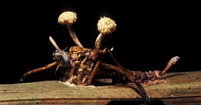 Fears of 'Last of Us' black fungi scourge as scientist warns of 'perfect recipe'