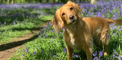 Want to help protect rare birds in nesting season? Keep your dog on its lead