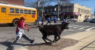Brave calf earns freedom as it escapes slaughterhouse and sprints along the street