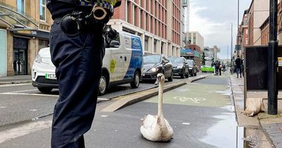 Police called to injured swan after it's hit by bus in Leeds city centre