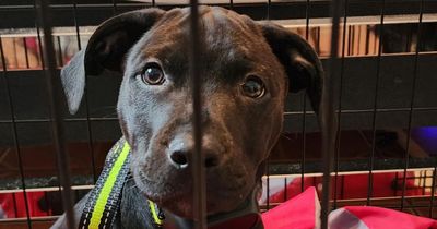 'I adopted a Labrador Rottweiler mix and got seriously duped - I'm rehoming him'