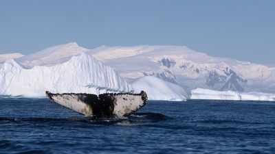 Antarctic expedition shows melting ice presents a growing threat to whales