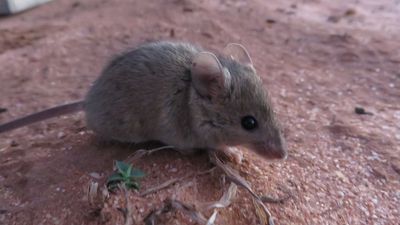 Mouse numbers rising in SA as strong rainfall, grain yields create 'perfect storm' for plague