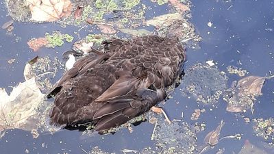 Spate of bird deaths at Sydney's Victoria Park sparks water quality investigation