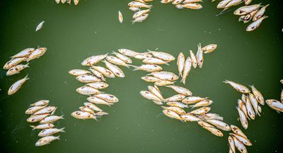 Far-west NSW community seeks answers after river catastrophe kills millions of fish