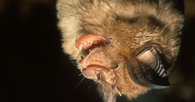 Covid-like virus found lurking in Britain's bats could strike humans next, scientists say
